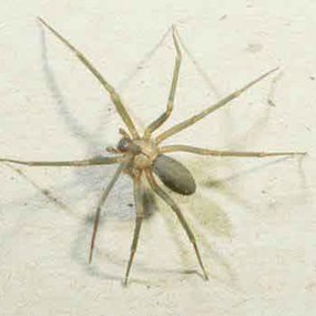 Brown Recluse Spider