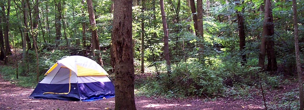 tent in forest tent in forest