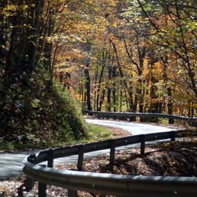 windy road through forest