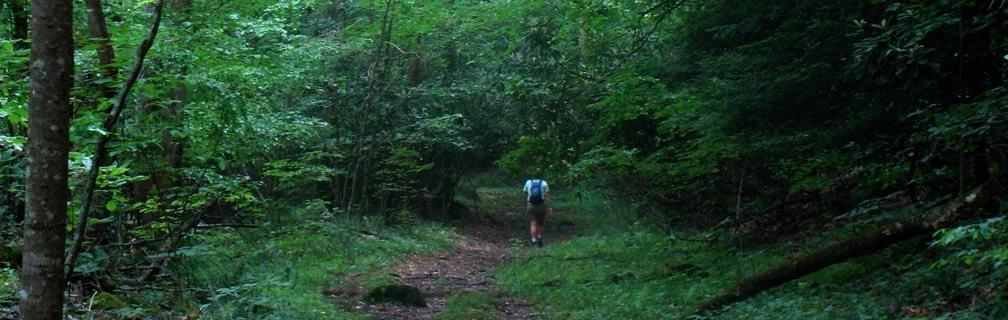 A hiker on trail through forest A hiker  in the distance walking along the trail surrounded by bright green leafed trees.