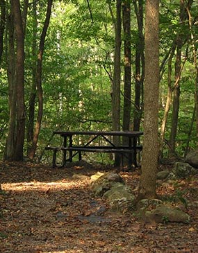 A picnic table amongst trees in the forest.