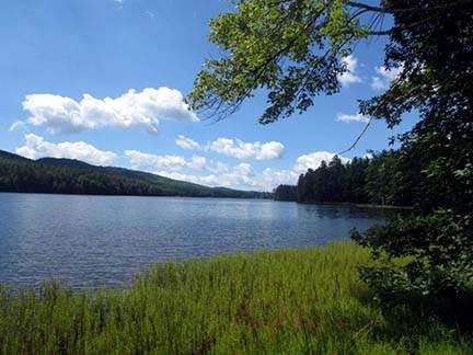 lake surrounded by forest