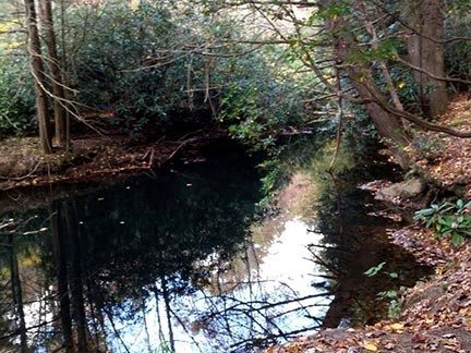 A small stream with forested banks