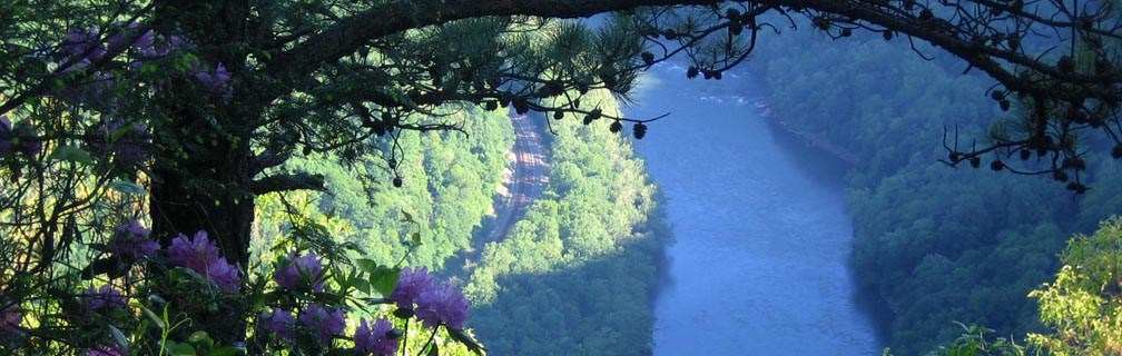 gorge and river with blooming rhododendron gorge and river with blooming rhododendron