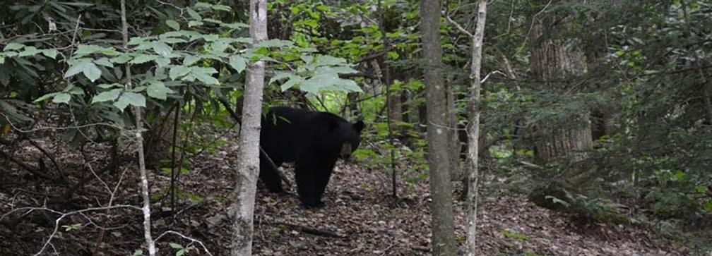 Camping And Wildlife Safety New River Gorge National Park And Preserve U S National Park Service