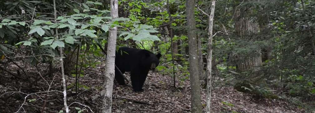 bear in forest