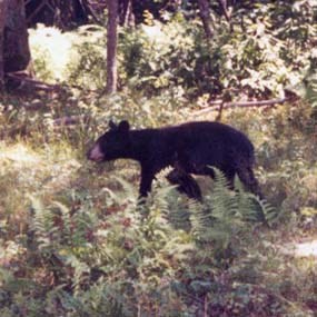 black bear