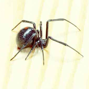 spiders and insects new river gorge national river u s national spiders in wv