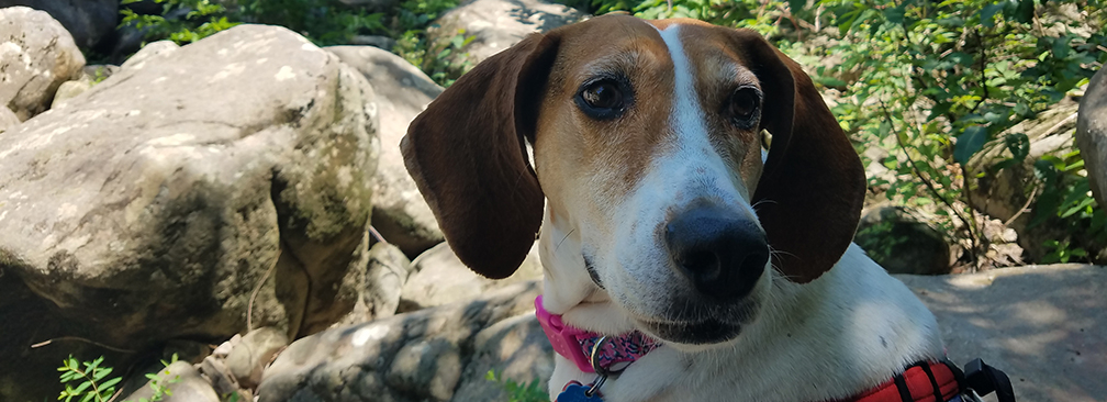 Pets - New River Gorge National Park and Preserve (U.S. National Park Service)