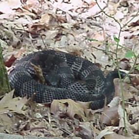 timber rattlesnake