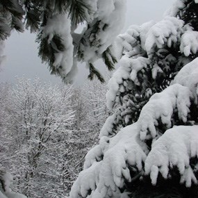 snow covered trees