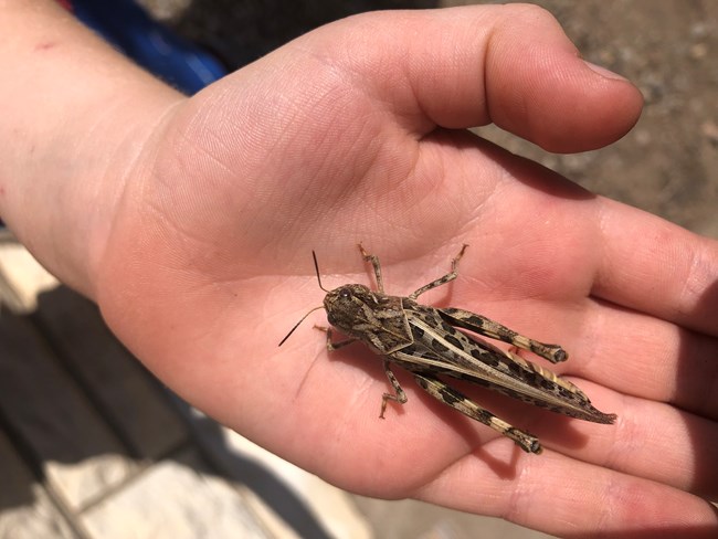 A grasshopper in a hand