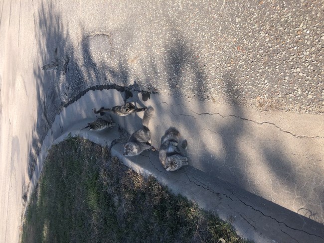 cats