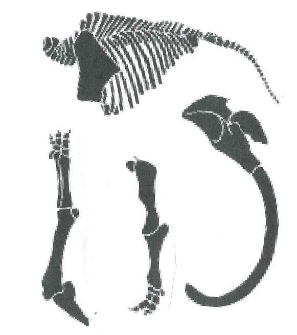 Skeleton Pieces of a Mastadon with tusks and a ribcage