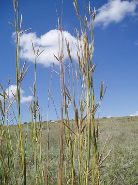 Big Bluestem against a prairie sky