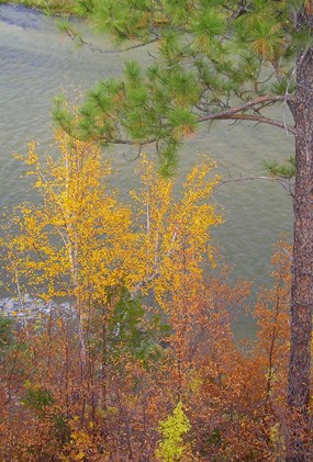 Ponderosa pine and birch trees