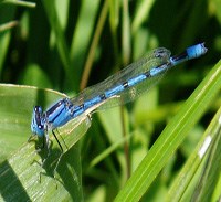 Blue damselfly