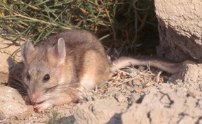 Bushy-tailed woodrat