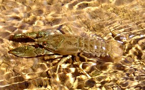 Crayfish Crayfish