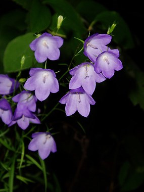 Harebell in bloom