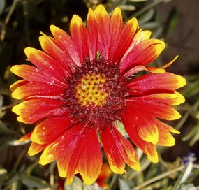 Indian blanket