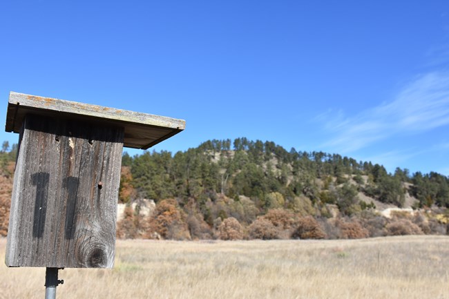 A birdhouse solemnly stands above a small field next to the river, facing away from the ponderosa pines and eastern red cedars lining the bluffs.