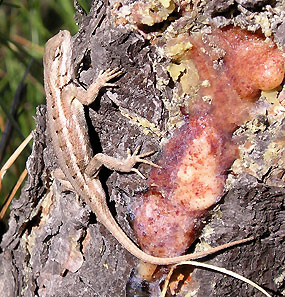 Reptiles - Niobrara National Scenic River (U.S. National Park Service)