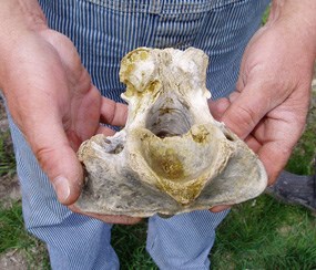 Fossil rhino vertebra