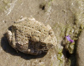Woodhouse's Toad curling up in the mud.
