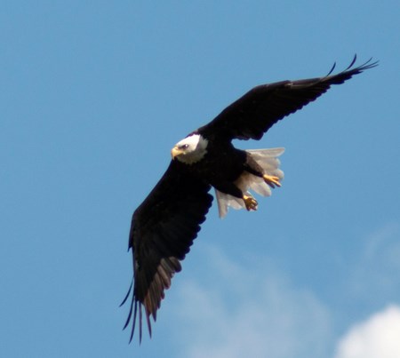 baldeagle