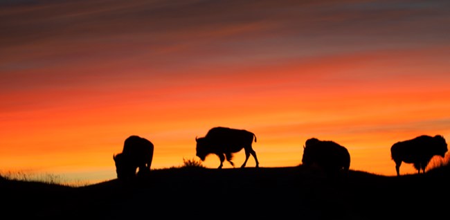 Bison at sunrise, Fort Niobrara National Wildlife Refuge Bison at sunrise, Fort Niobrara National Wildlife Refuge