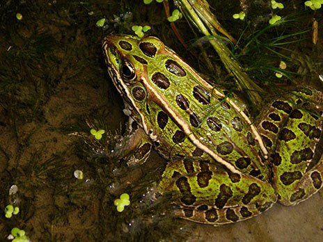 A close up of a leopard frog in a stream