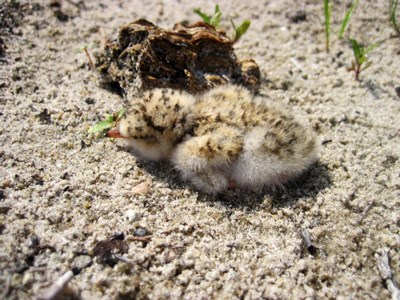 Piping Plover chick