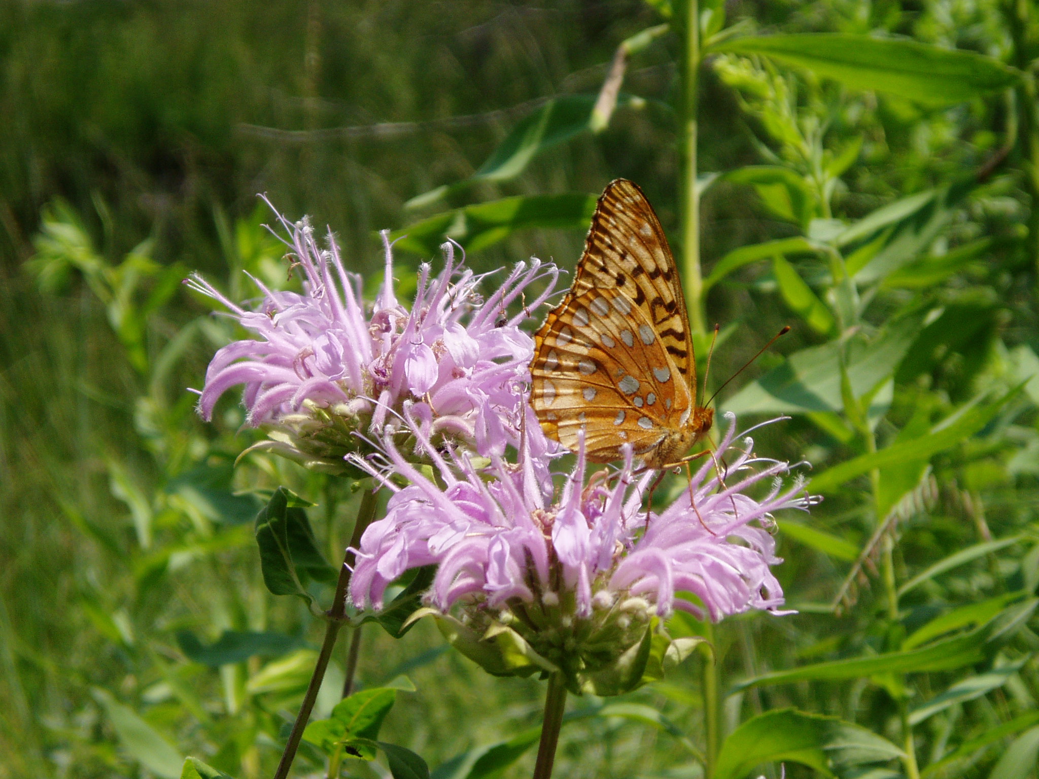 purple flower with orange and black butterfly perched on it