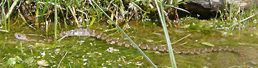 Northern water snake