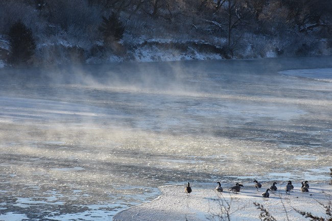 A handful of geese take refuge on an icy bank next to the river.