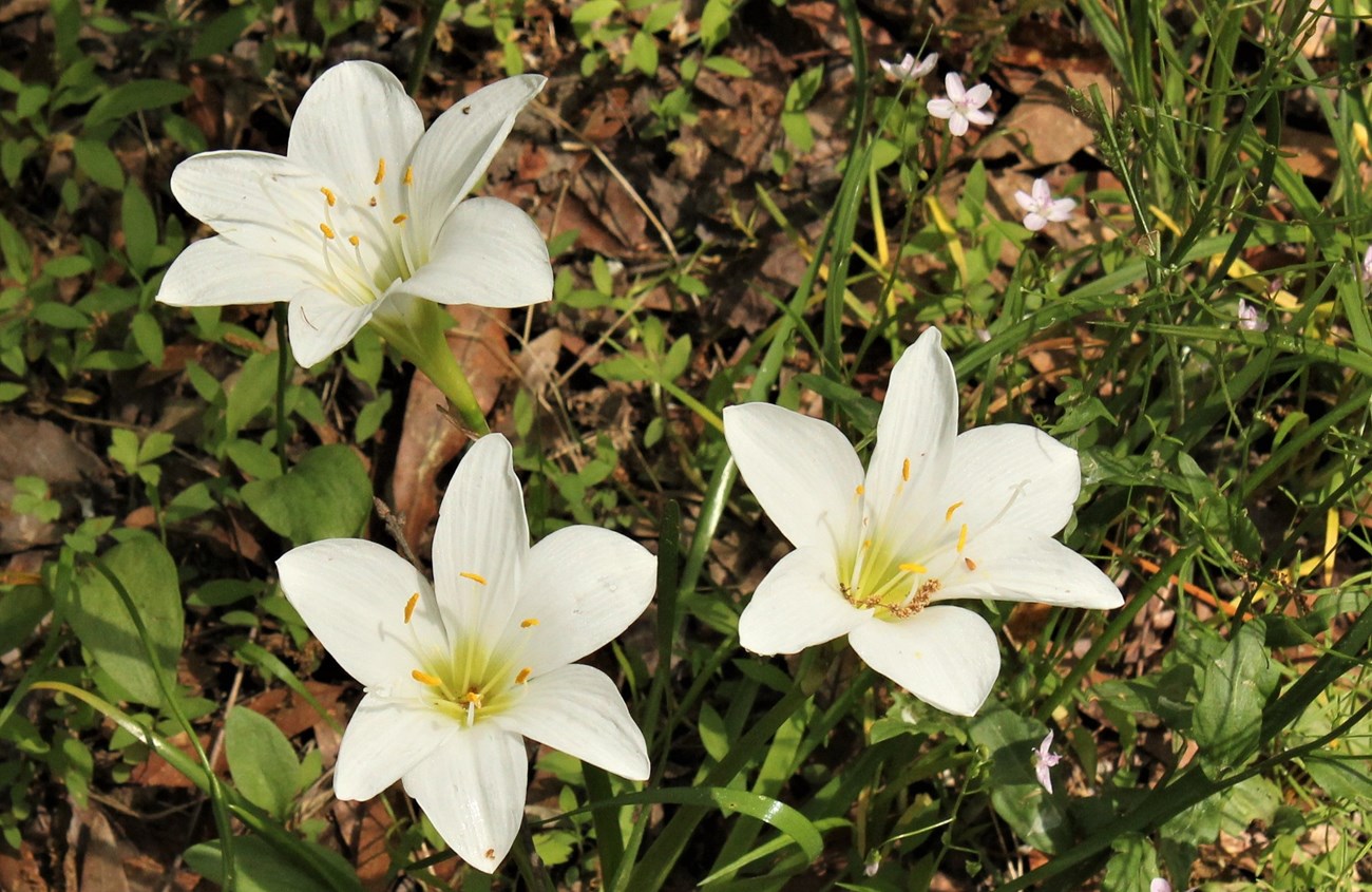 Three white Atamasco lilies with yellow centers and a background of green spring leaves.