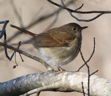 Hermit Thrush by Rusty Wilson Hermit Thrush by Rusty Wilson