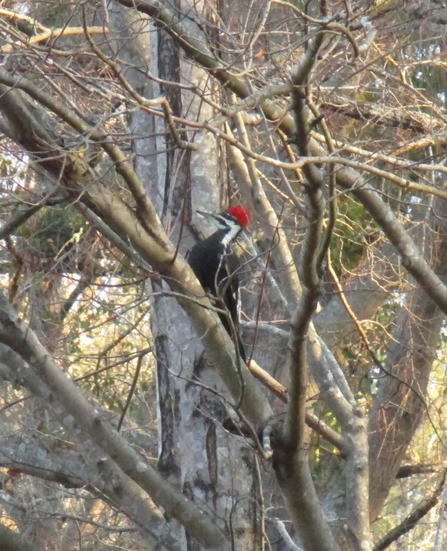 The large black woodpecker with white stripes and a flame red crest clings to the smooth bark of a crape myrtle.
