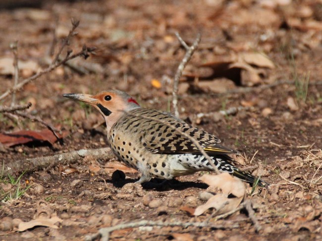 Northern Flicker perched on the ground.