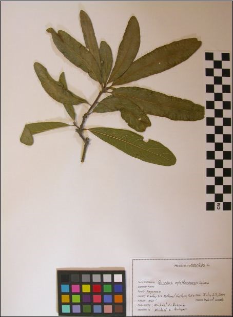 Ogelthorpe Oak Specimen