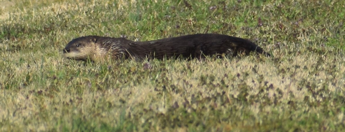 River otter sunning in the green grass.
