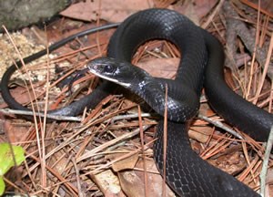 black racer _ J.D. Willson black racer _ J.D. Willson