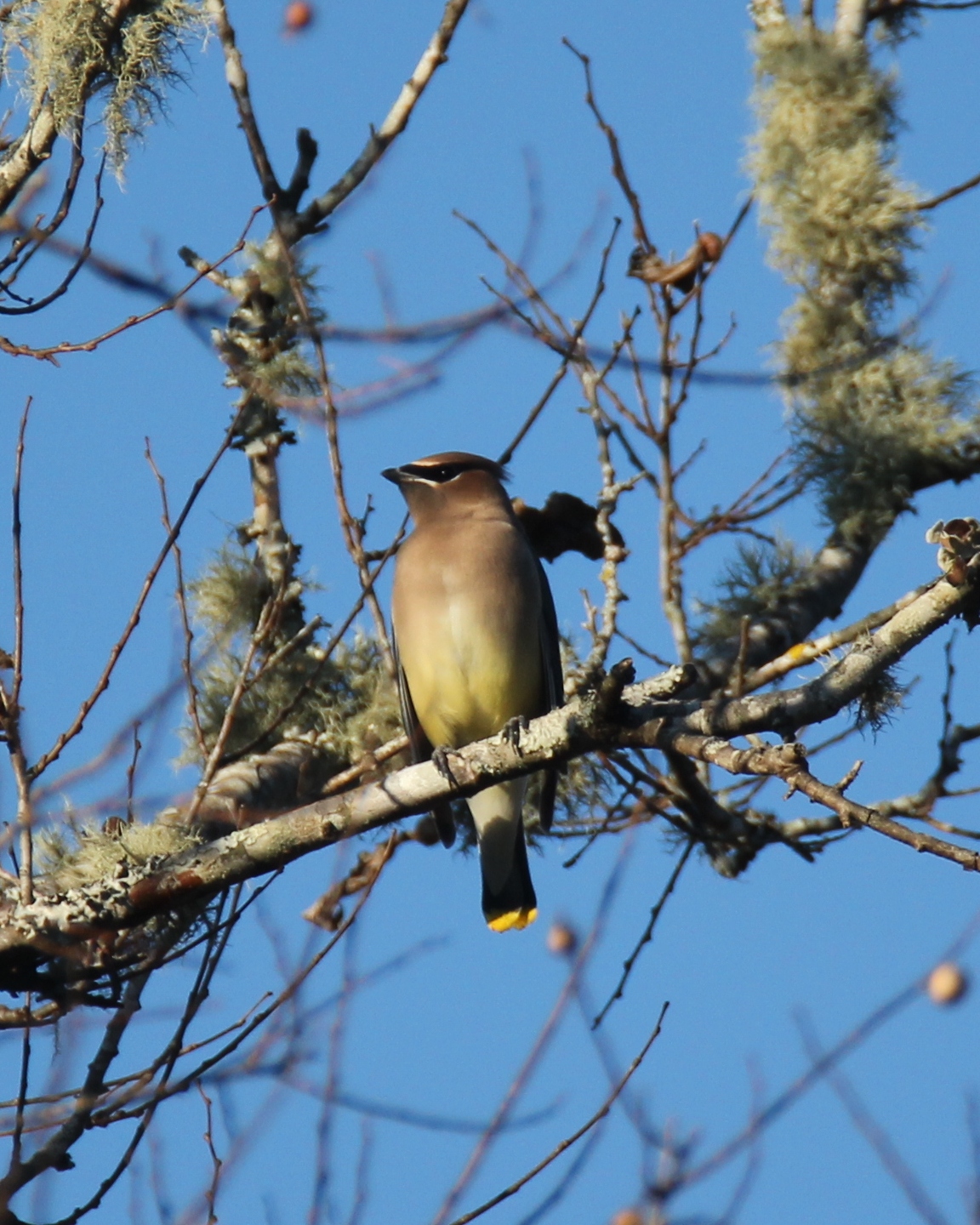 Birds - Ninety Six National Historic Site (U.S. National Park Service)