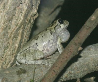 Cope's gray tree frog
