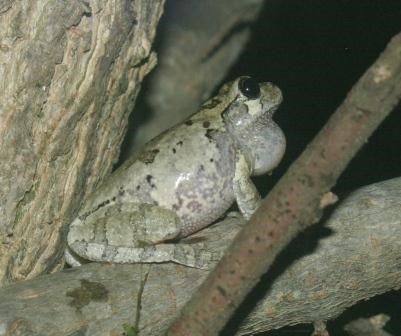 Cope's gray tree frog Cope's gray tree frog