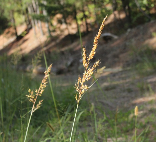 Golden grass plumes.