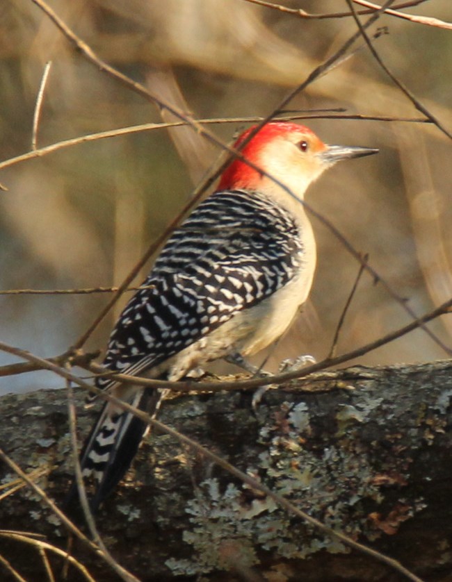 This woodpecker with a black and white back and wings and a red nape and crown perches on a branch.