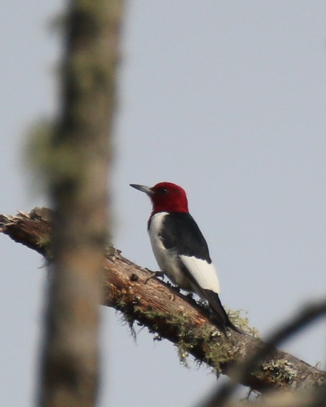 The red-headed woodpecker has a bold red head a black back and a white underside and white wing patches.