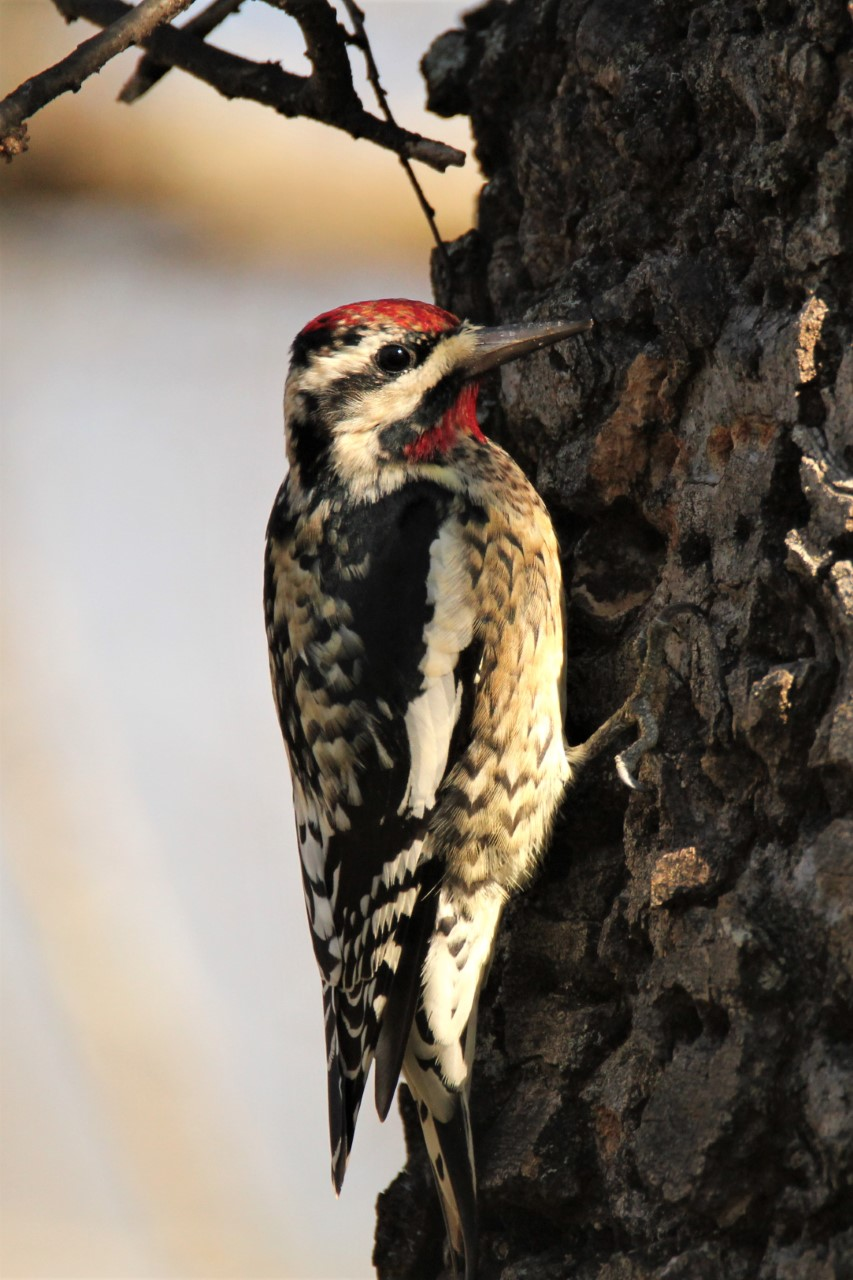 A male yellow-bellied sapsucker clings to a tree.
